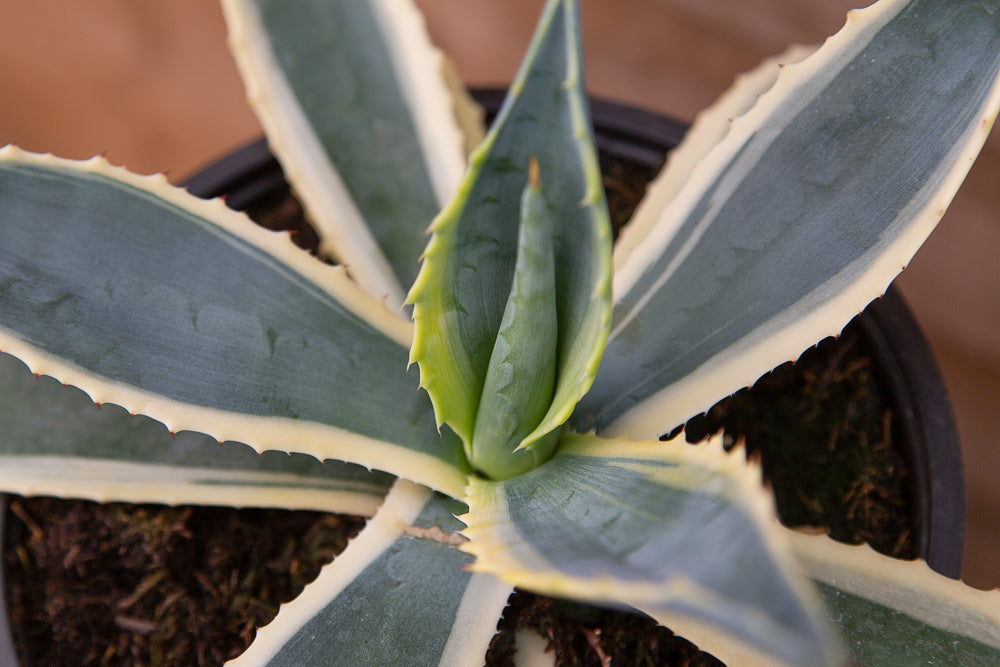 Agave Variegata