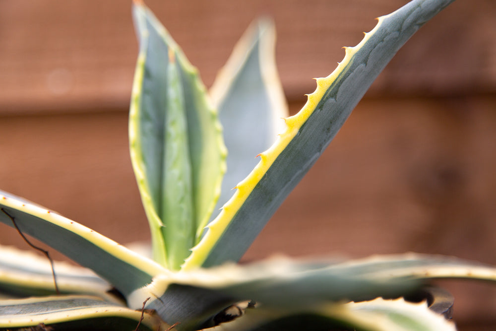 Agave Variegata