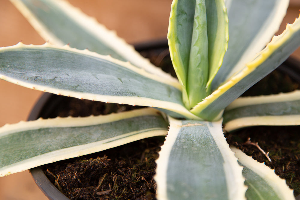 Agave Variegata