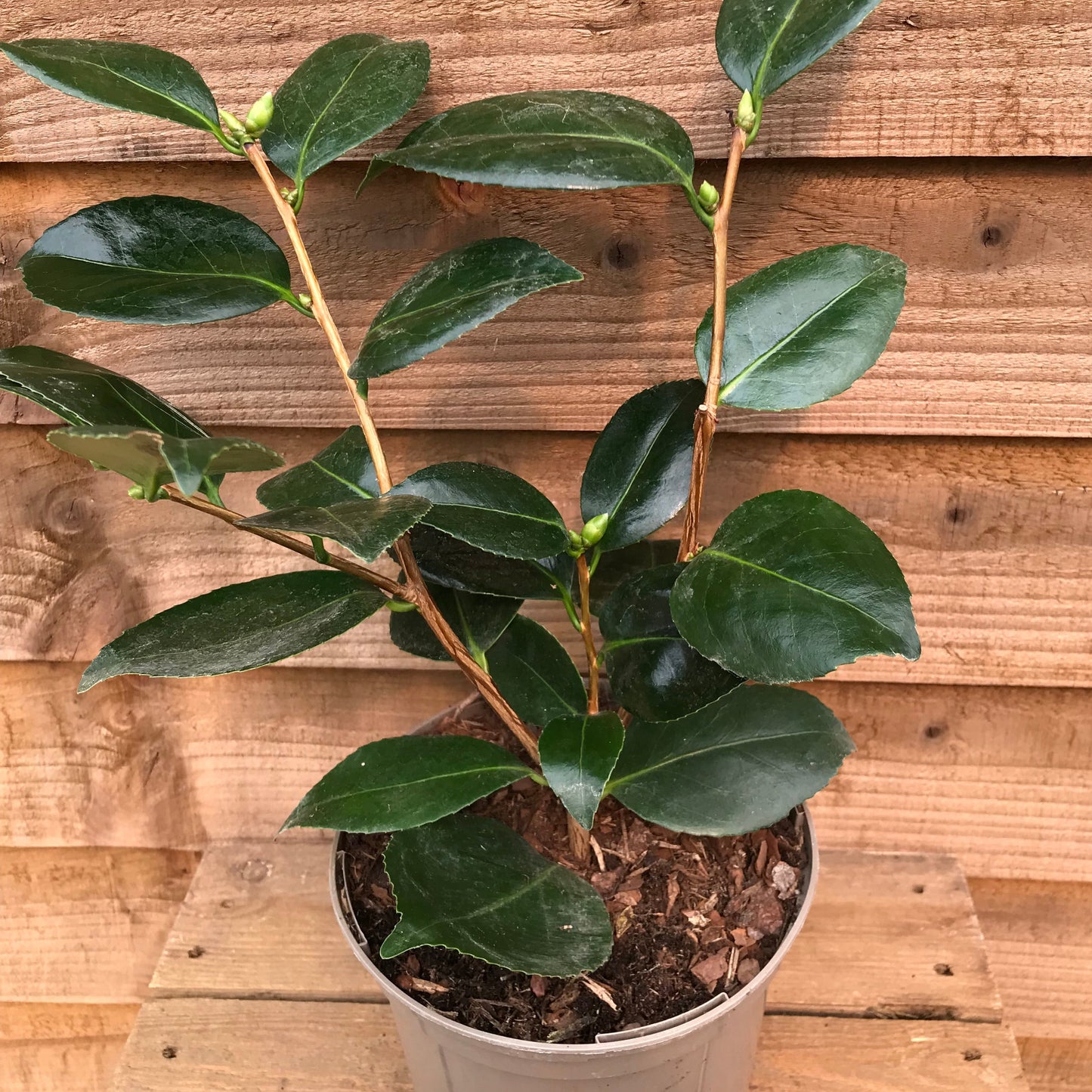 Camellia Apollo