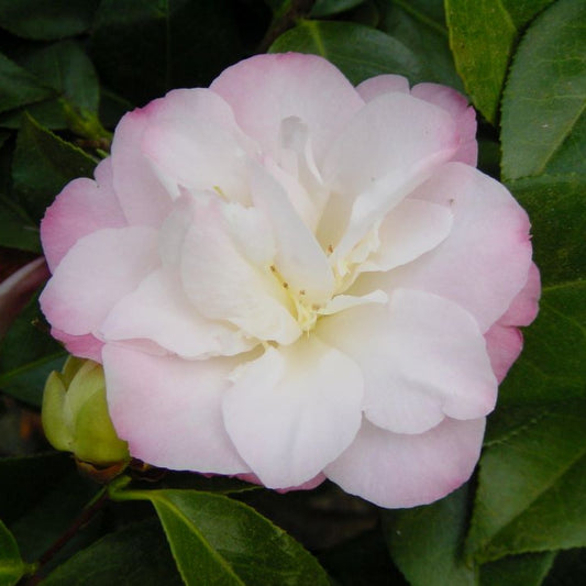Camellia April Remembered
