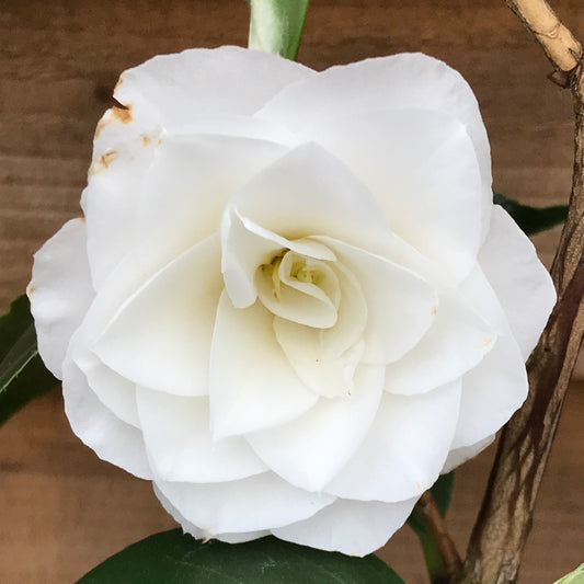 Camellia japonica 'April Snow' flower head