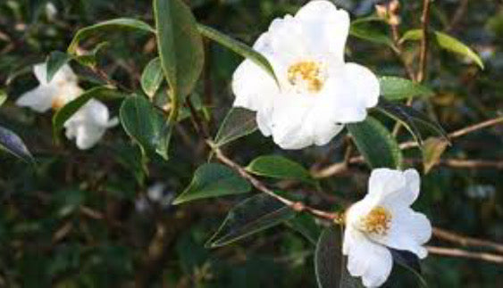 Camellia hybrid 'Cornish Snow'