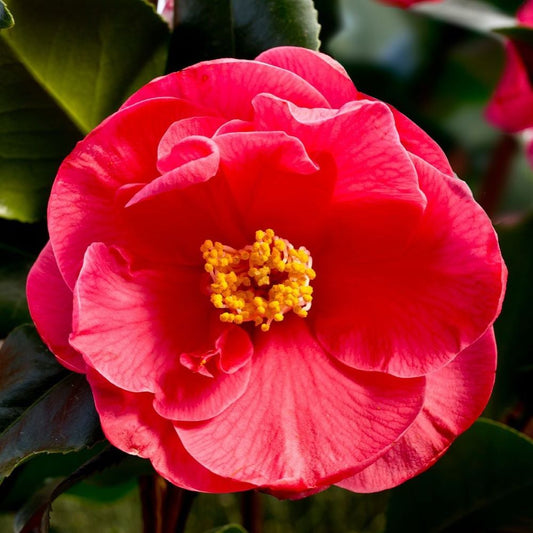 Camellia Dr King