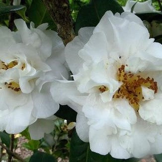 Camellia x williamsii 'ETR Carlyon'