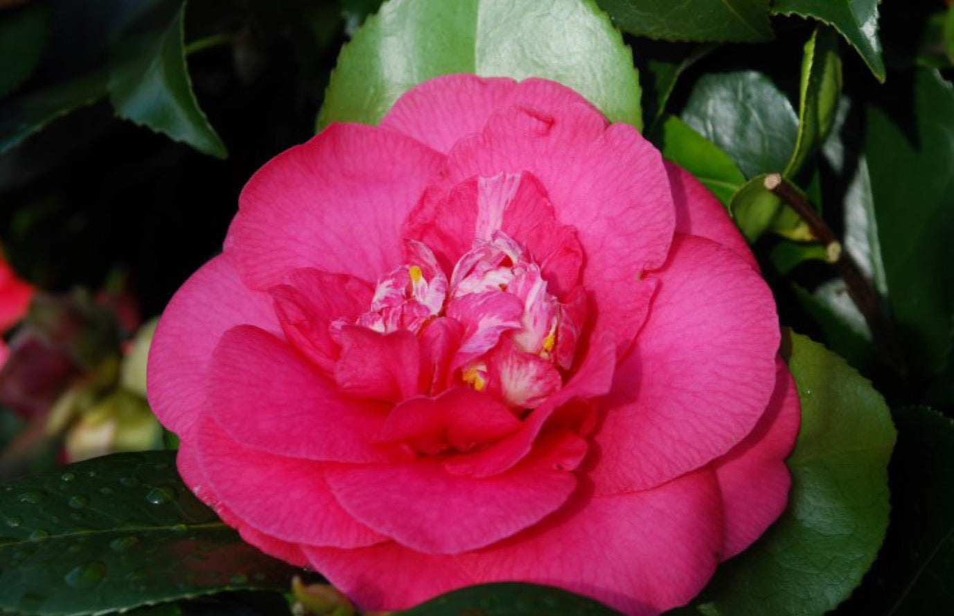 Camellia R L Wheeler