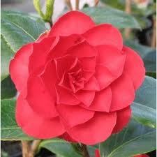 Camellia Roger Hall