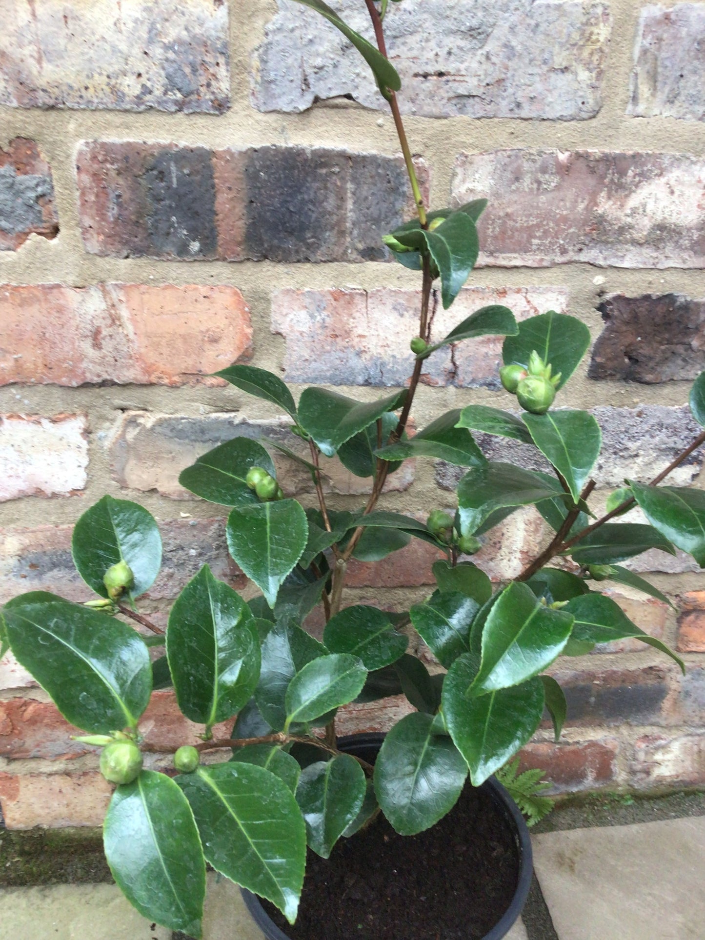 Camellia Ruby Wedding