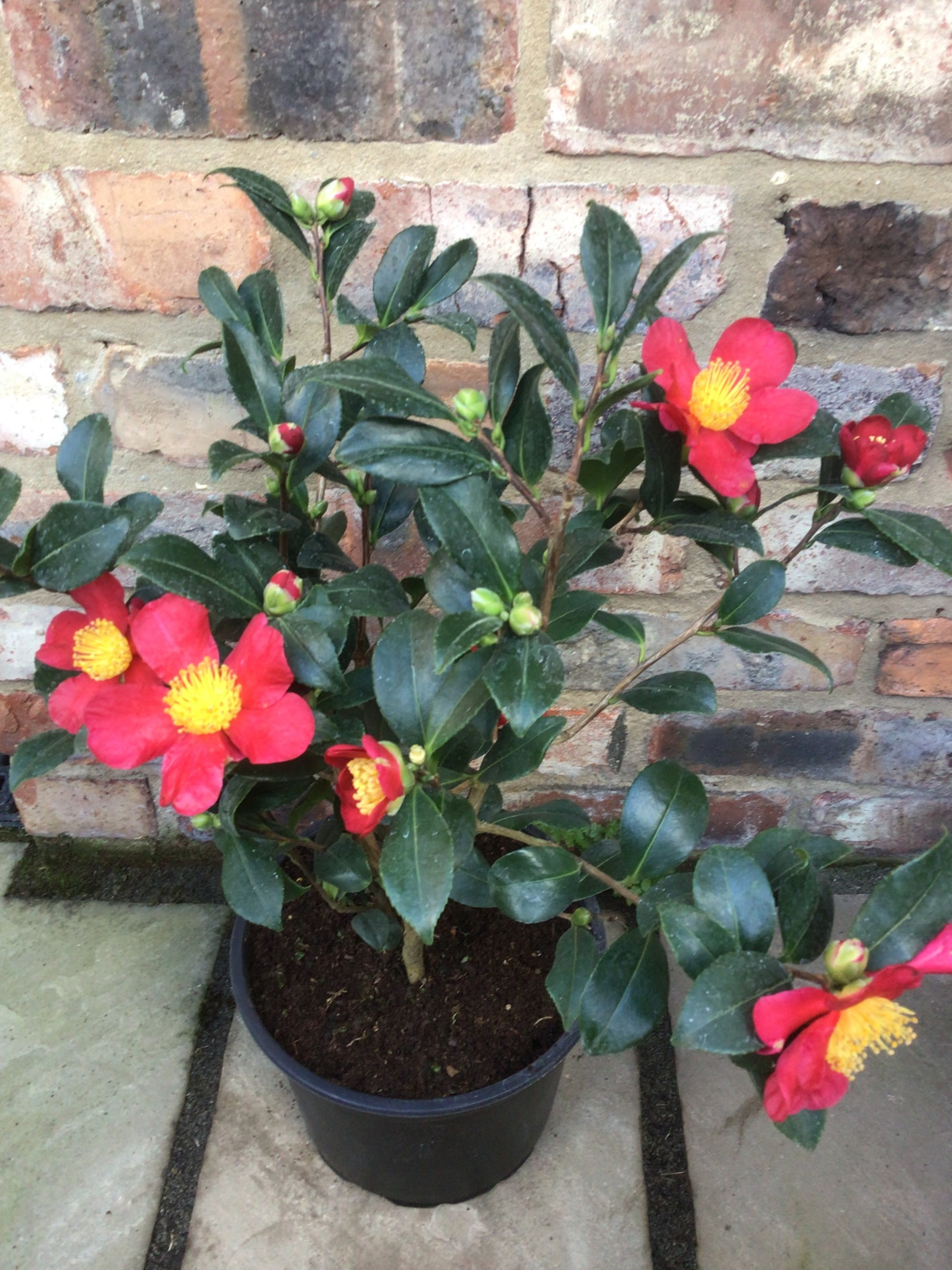 Camellia Yuletide – Hot Plants
