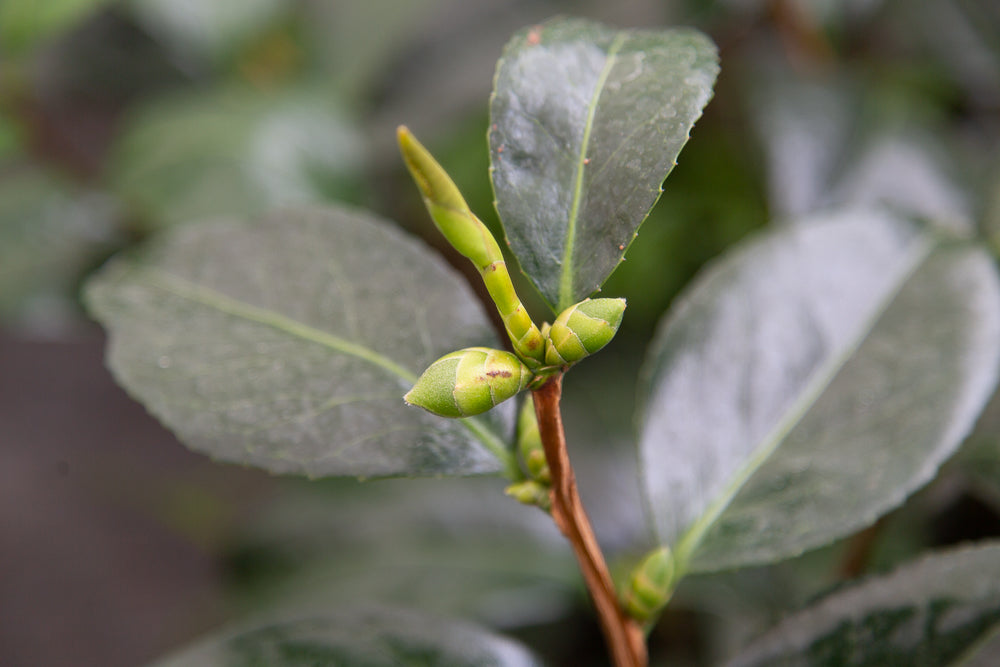 Camellia Apollo buds and leaves.