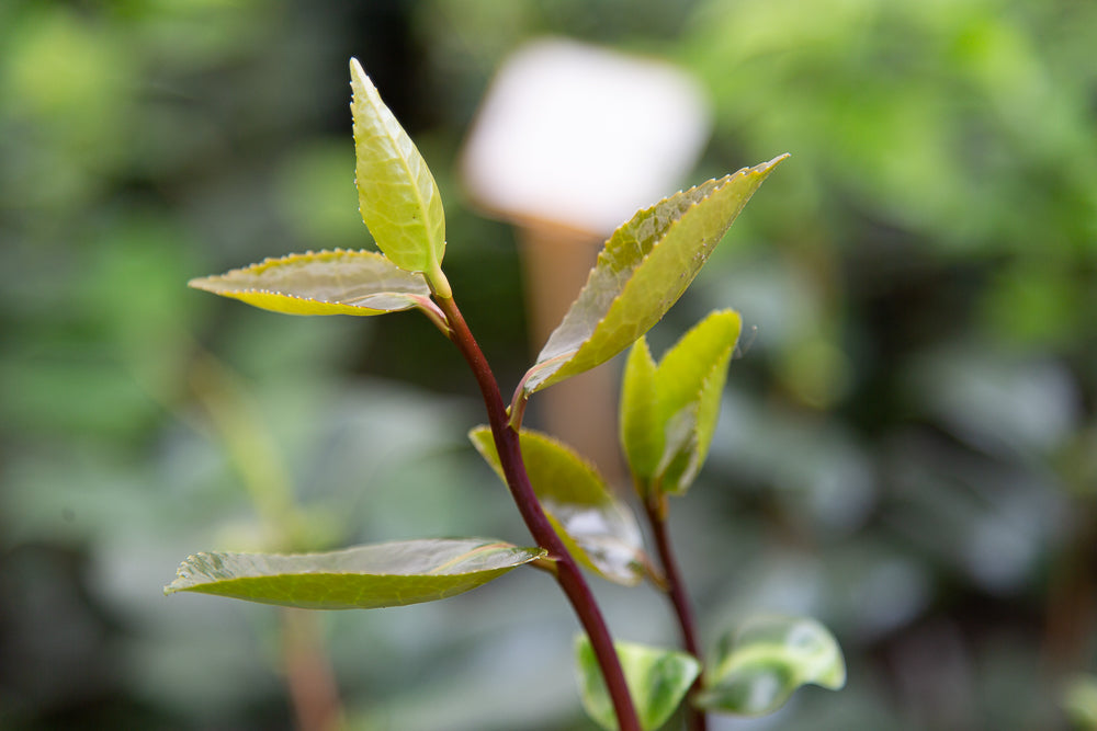 Camellia Apollo leaves.