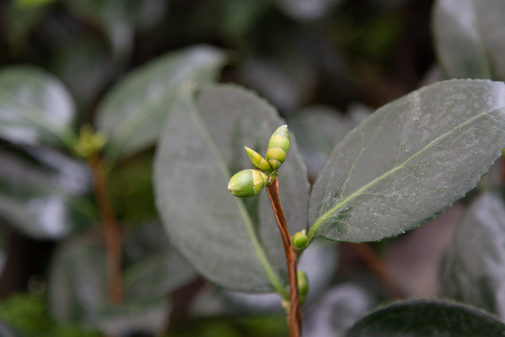 Camellia Apollo buds and leaves.