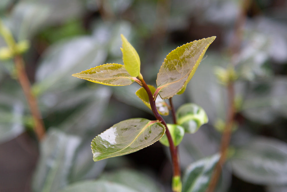 New growth of Camellia Apollo leaves.