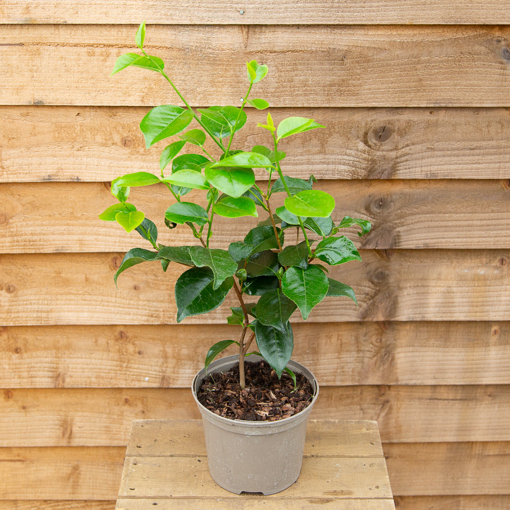 Camellia japonica 'April Remembered'