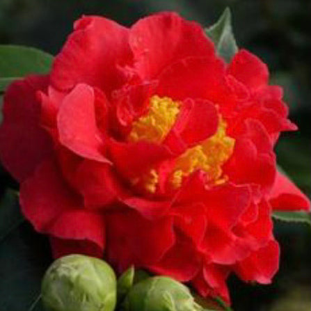 Camellia Blood of China