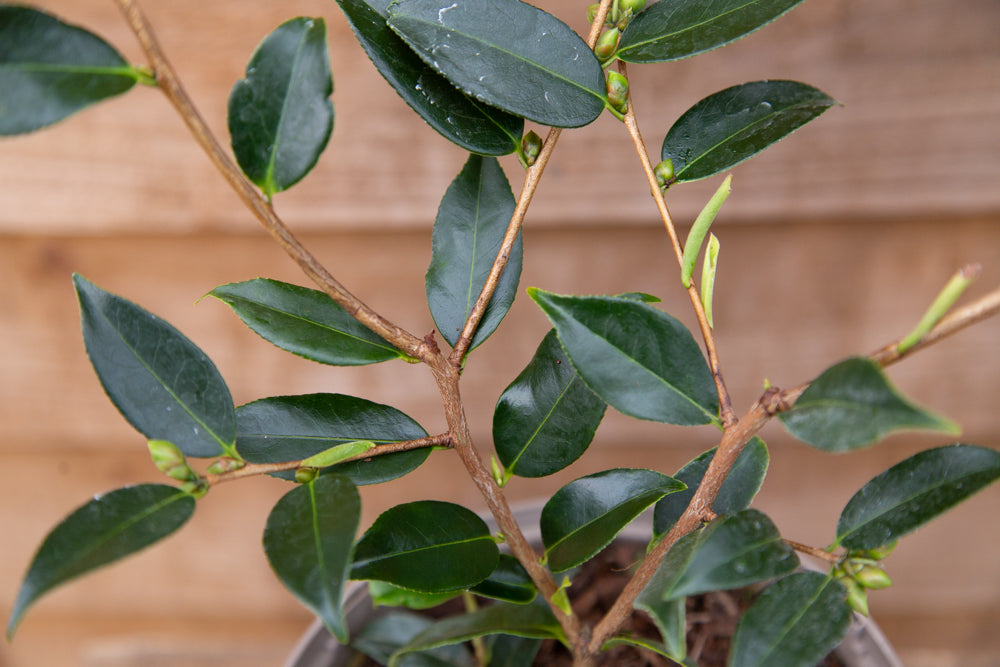 Camellia Cornish Snow