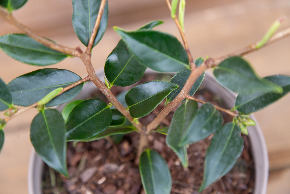 Camellia Cornish Snow