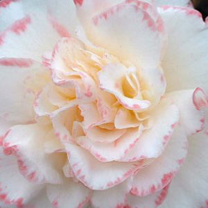 Camellia Margaret Davies