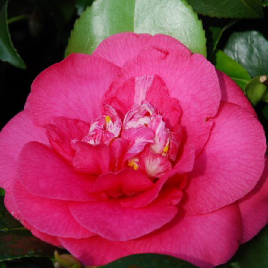 Camellia RL Wheeler