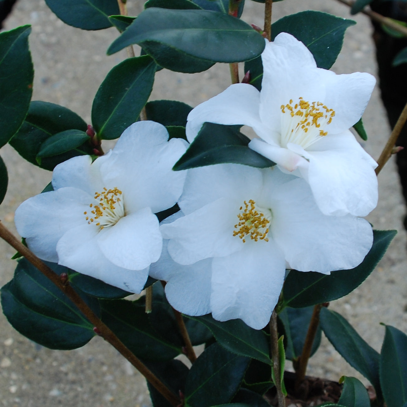 Camellia hybrid 'Cornish Snow'