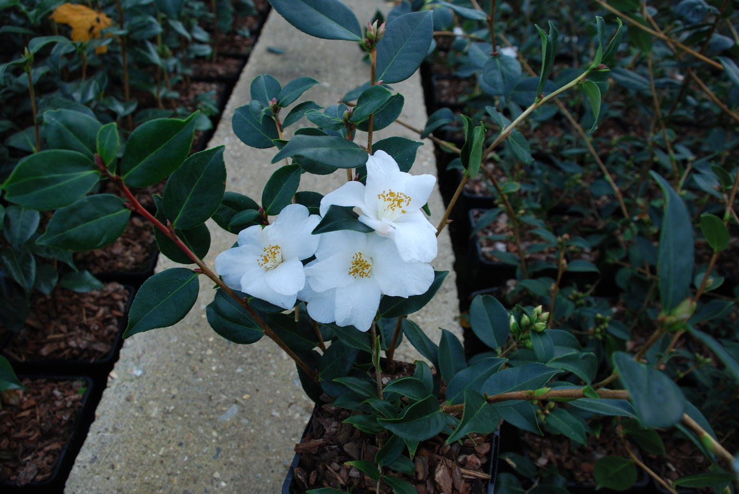 Camellia hybrid 'Cornish Snow'