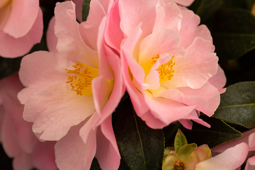 Camellia hybrid 'Congratulations'