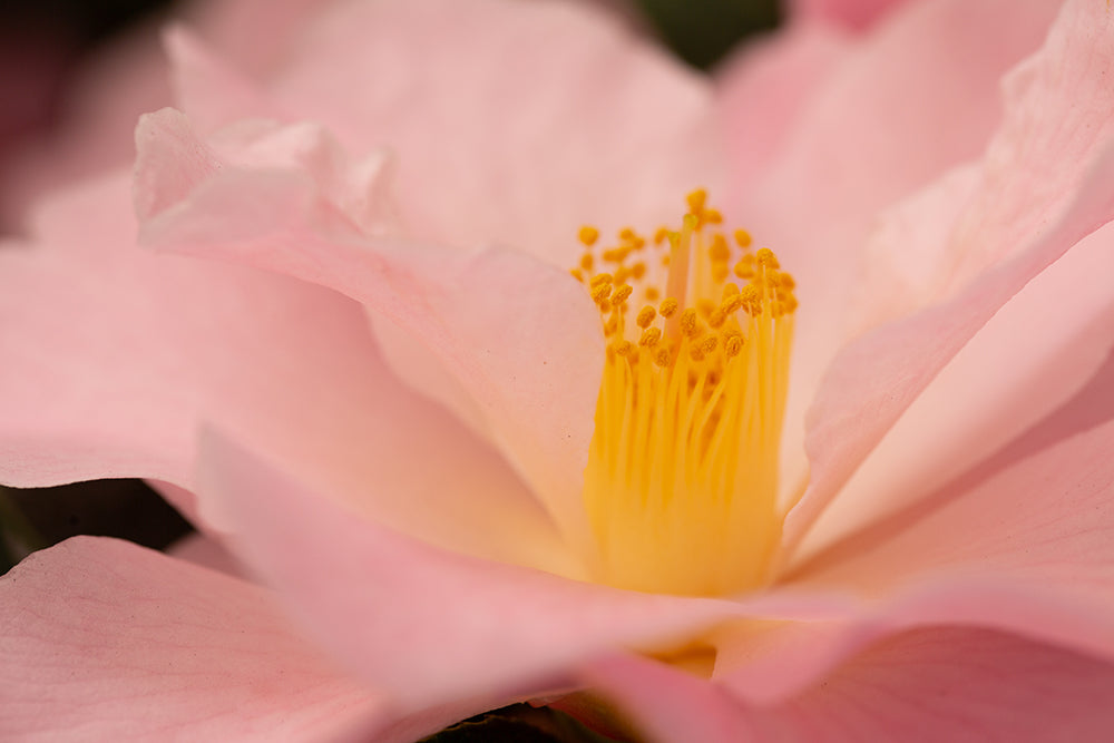 Camellia hybrid 'Congratulations'