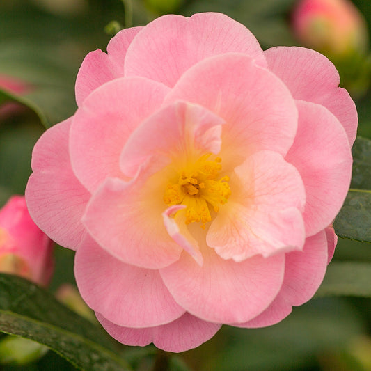 Camellia hybrid 'Congratulations'