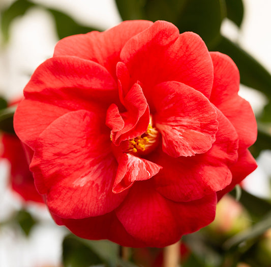 Camellia japonica 'Adolphe Audusson' (AGM) flower head.