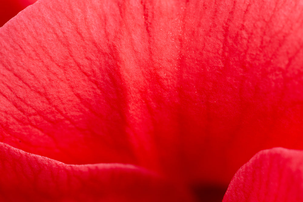 Close up of Camellia japonica 'Adolphe Audusson' (AGM) petal.