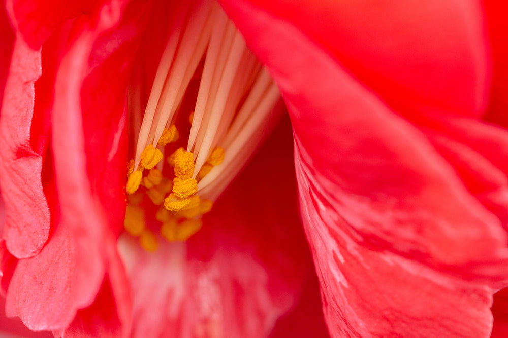 Close up of Camellia japonica 'Adolphe Audusson' (AGM) petal.