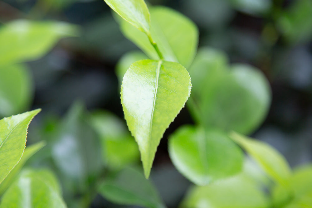 Camellia japonica 'April Blush' leaves.