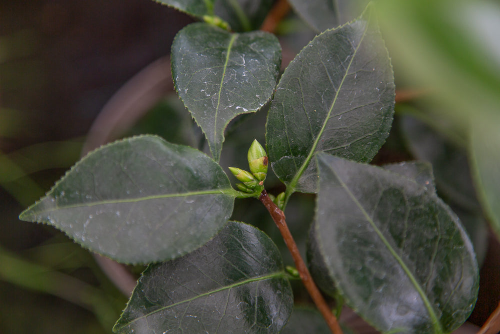 Camellia japonica 'Blood of China'  buds and leaves.