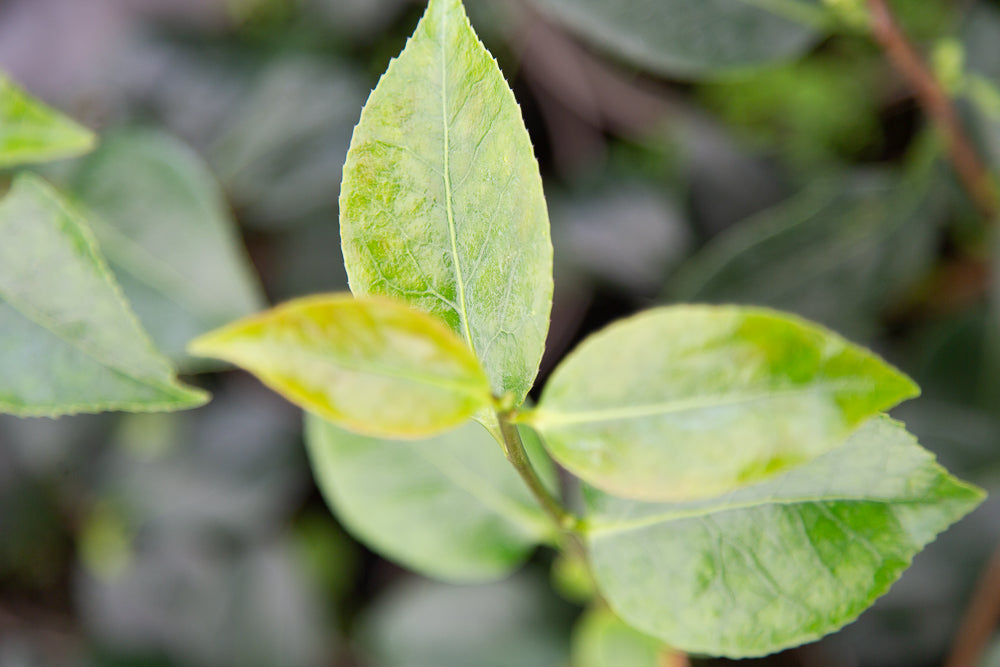 Camellia japonica 'Blood of China'  leaves.