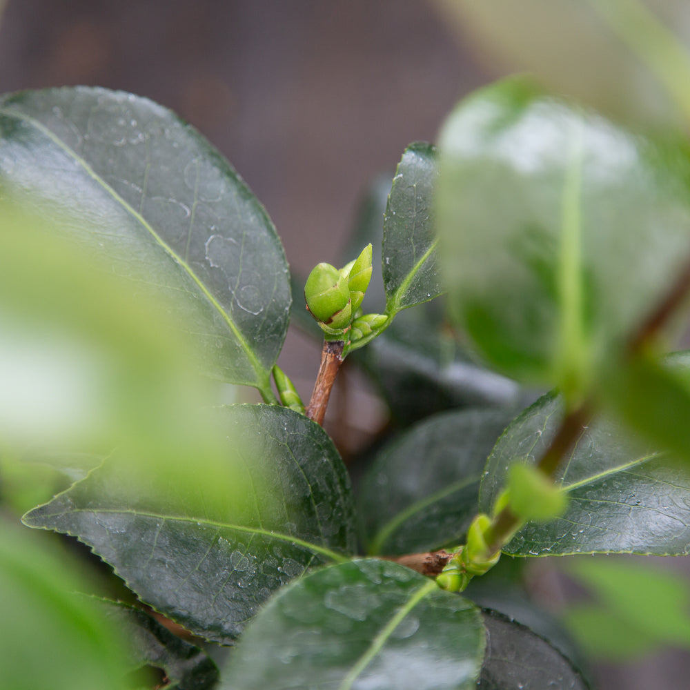 Camellia japonica 'Blood of China' buds and leaves.