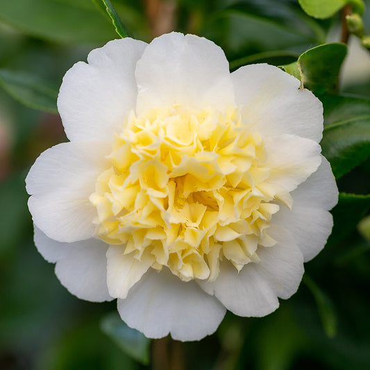 Camellia japonica 'Brushfield's Yellow'