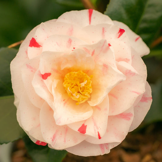 Camellia japonica 'Contessa Lavinia Maggi'