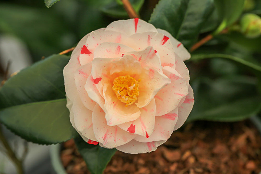 Camellia japonica 'Contessa Lavinia Maggi'
