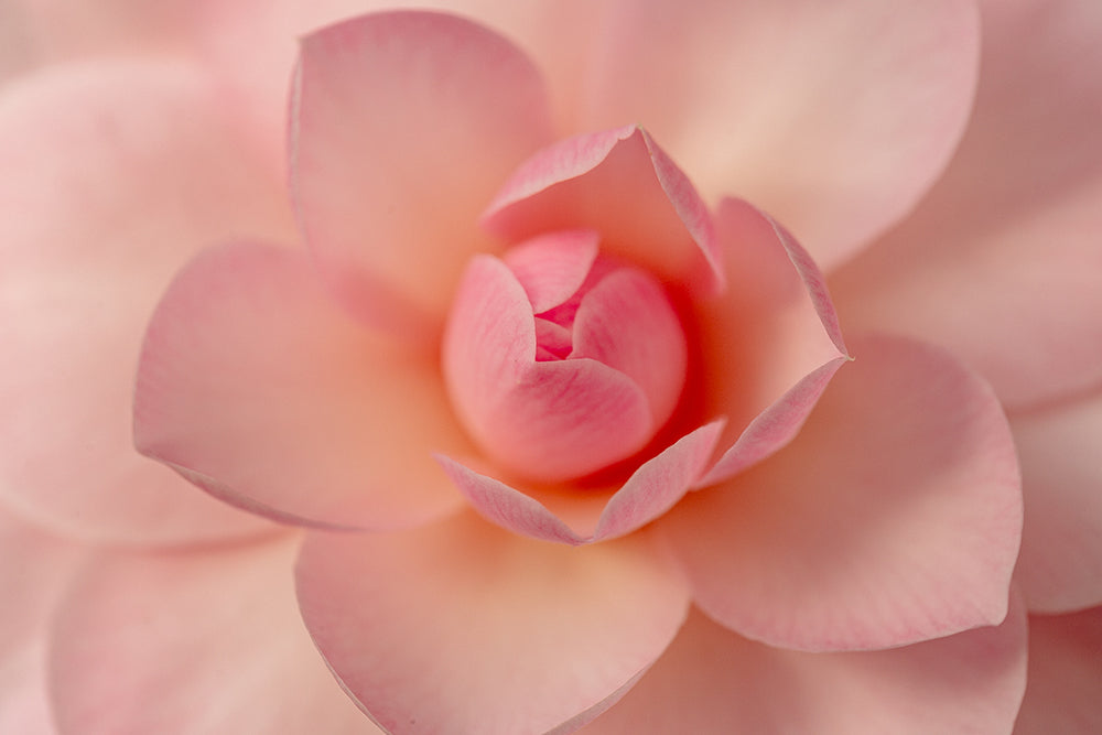 Camellia japonica 'Happy Birthday'
