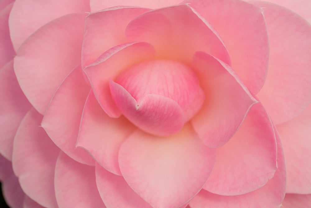 Camellia japonica 'Happy Birthday'