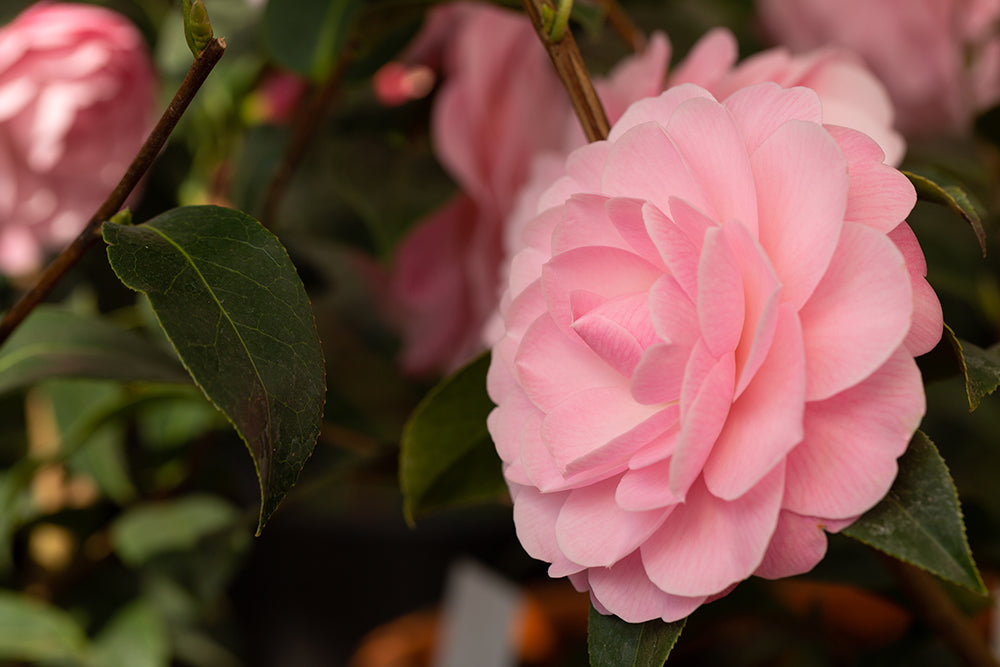 Camellia japonica 'Happy Birthday'