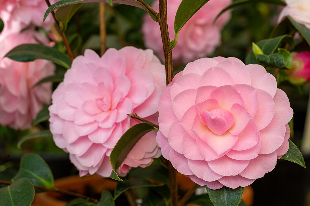 Camellia japonica 'Happy Birthday'