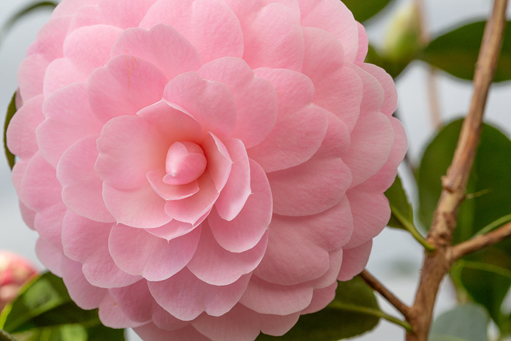 Camellia japonica 'Happy Birthday'