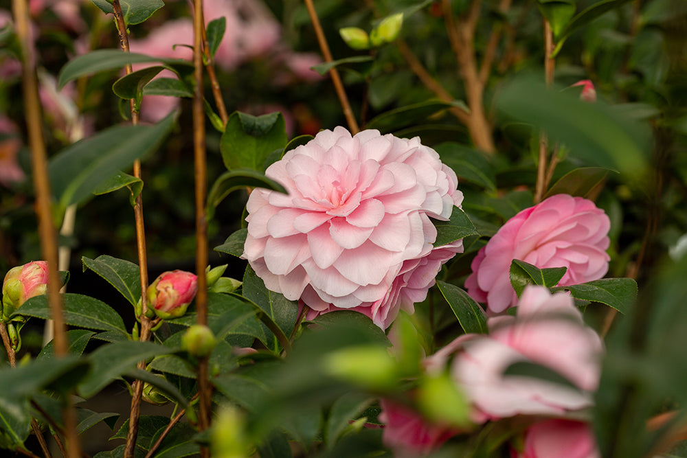 Camellia japonica 'Happy Birthday'