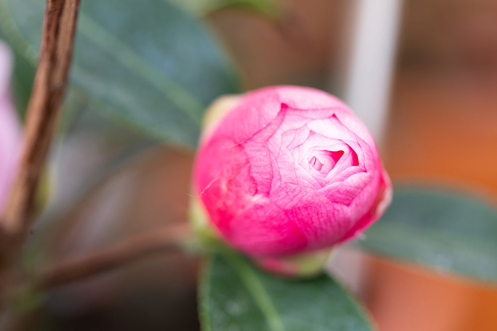 Camellia japonica 'Happy Birthday'