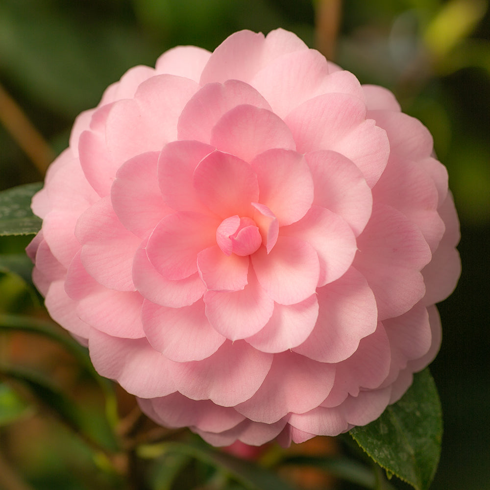 Camellia japonica 'Happy Birthday'