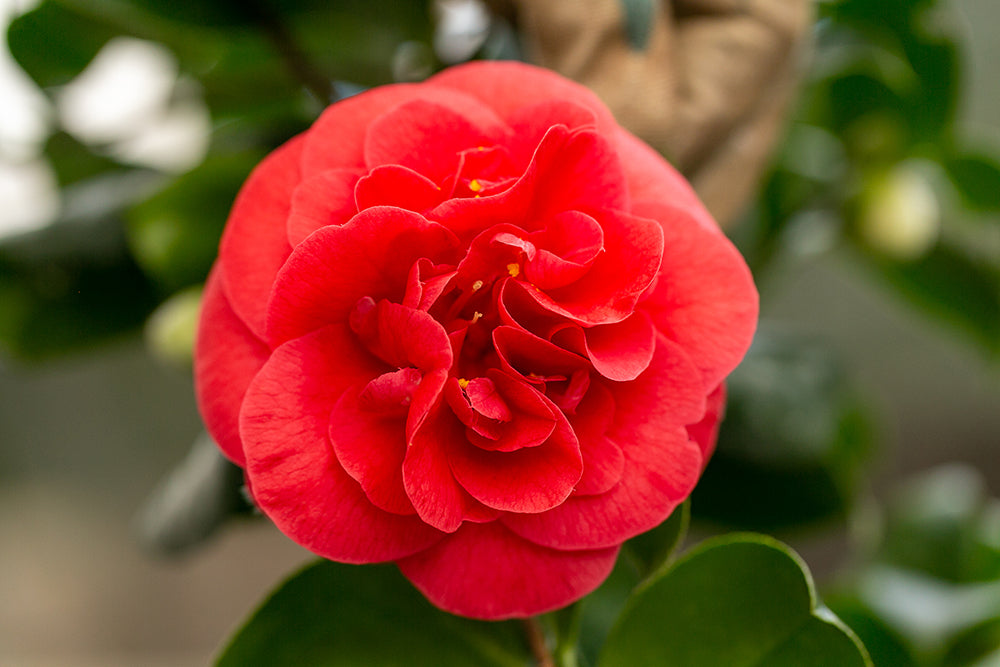 Camellia japonica 'Lady Campbell'