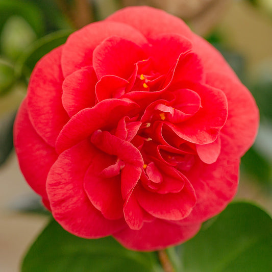 Camellia japonica 'Lady Campbell'