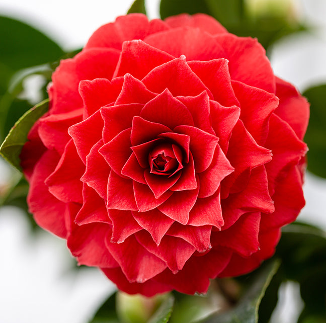 Camellia x williamsii 'Black Lace'