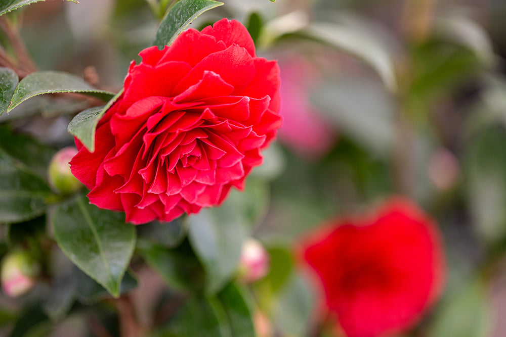 Camellia x williamsii 'Black Lace'